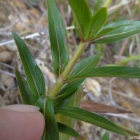 Knoxia spicata (Thwaites ex Trimen) Ridsdale